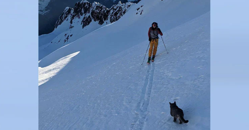 猫咪尾随探险者登1万英尺高峰